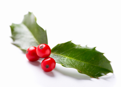 holly